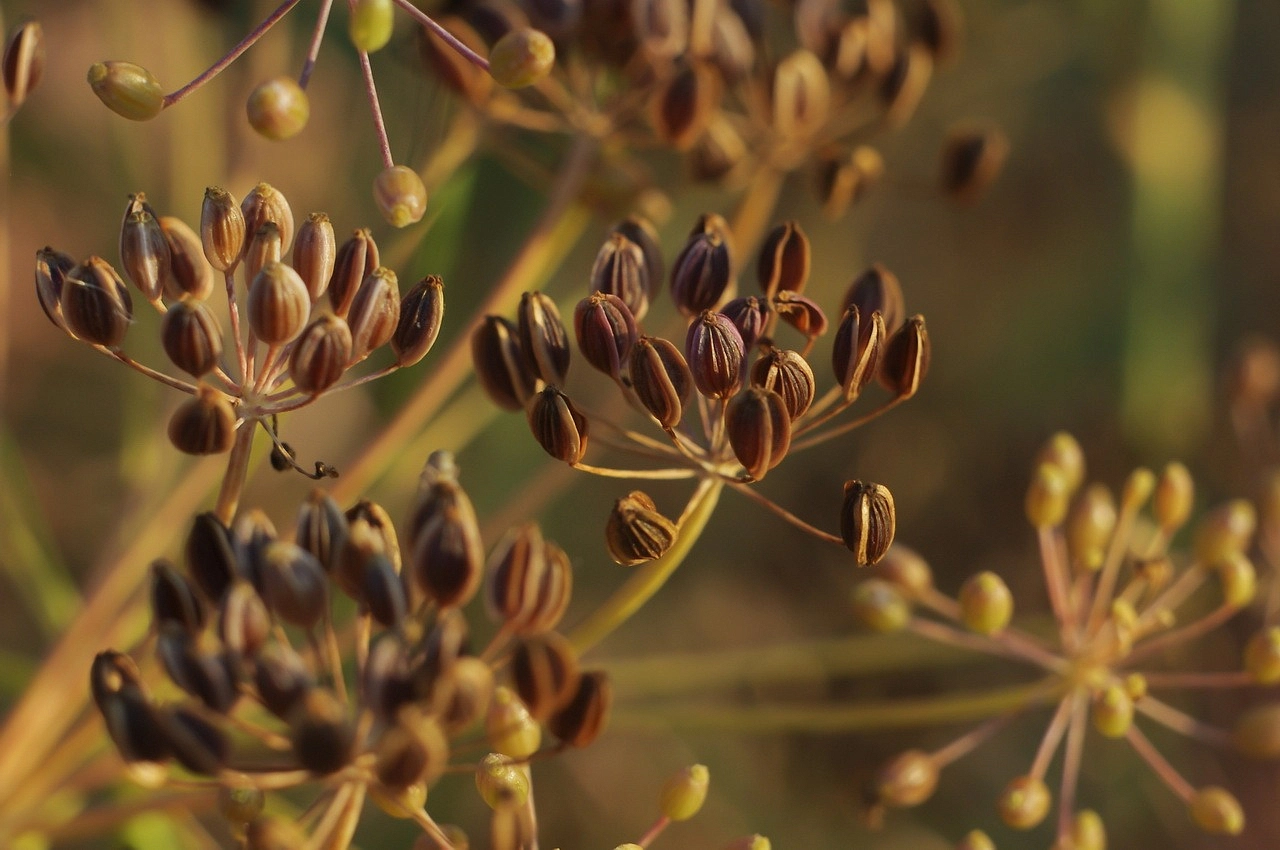 Семена Зира (Кумин) Римский тмин