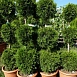 Туя западная 'Смарагд' бонсай  3 шара
