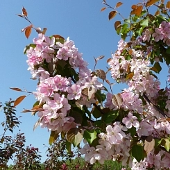 Яблоня декоративная 'Профьюжн' Яблоня декоративная 'Профьюжн'