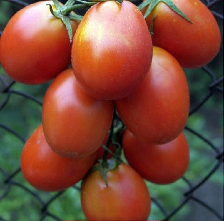 Томат 'Застольный'