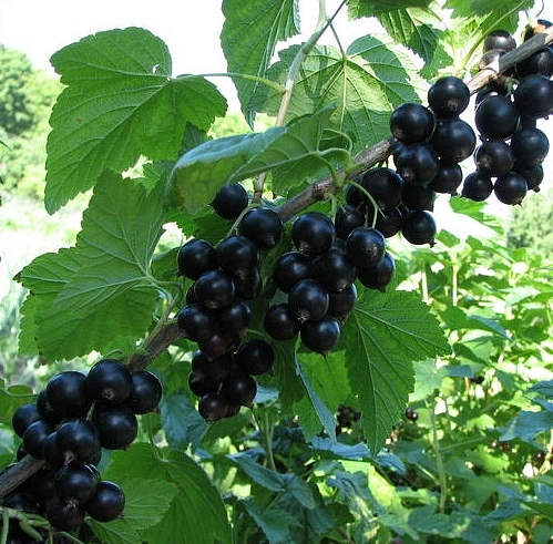 Смородина черная 'Лентяй'