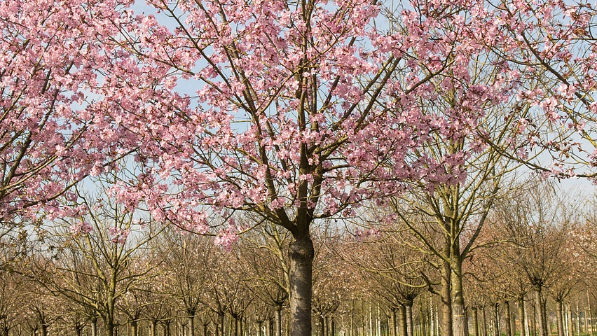 Prunus sargentii Фитостудия-63.ру