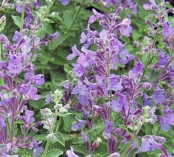 Котовник Фассена 