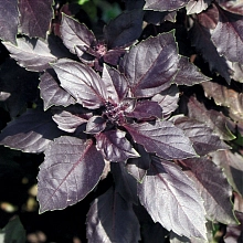 Базилик 'Философ'