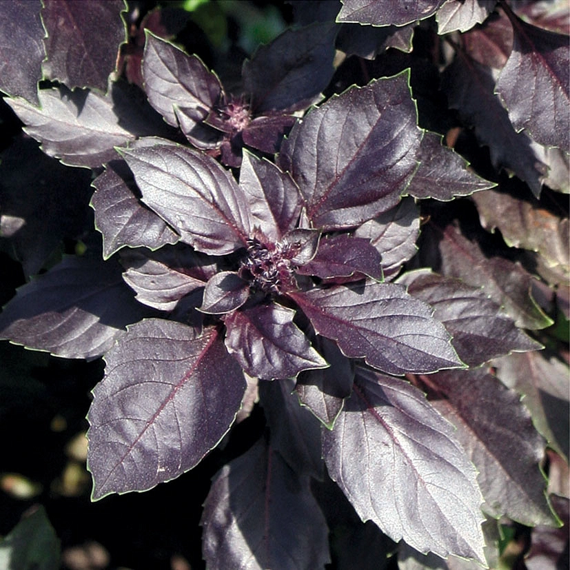 Базилик 'Философ'