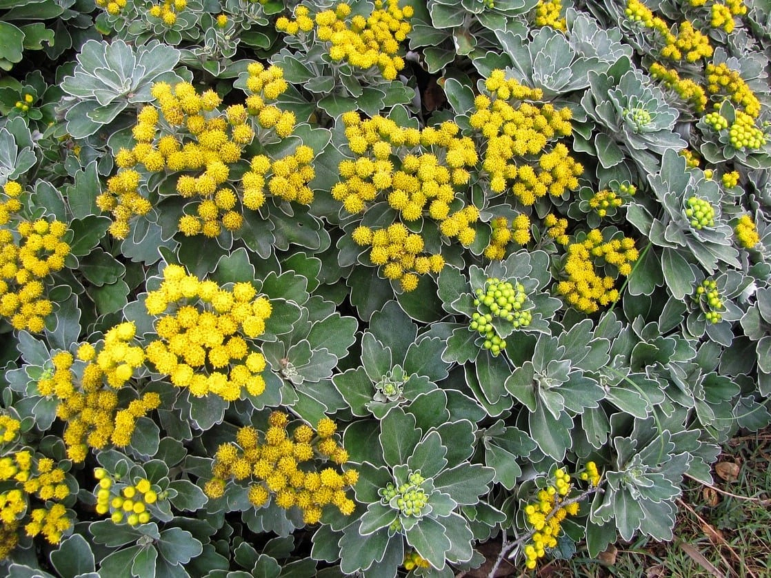 Аяния тихоокеанская