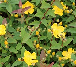 Зверобой раскидистый 'Хидкот'