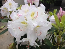 Рододендрон гибридный 'Катевбинский Альбум' 