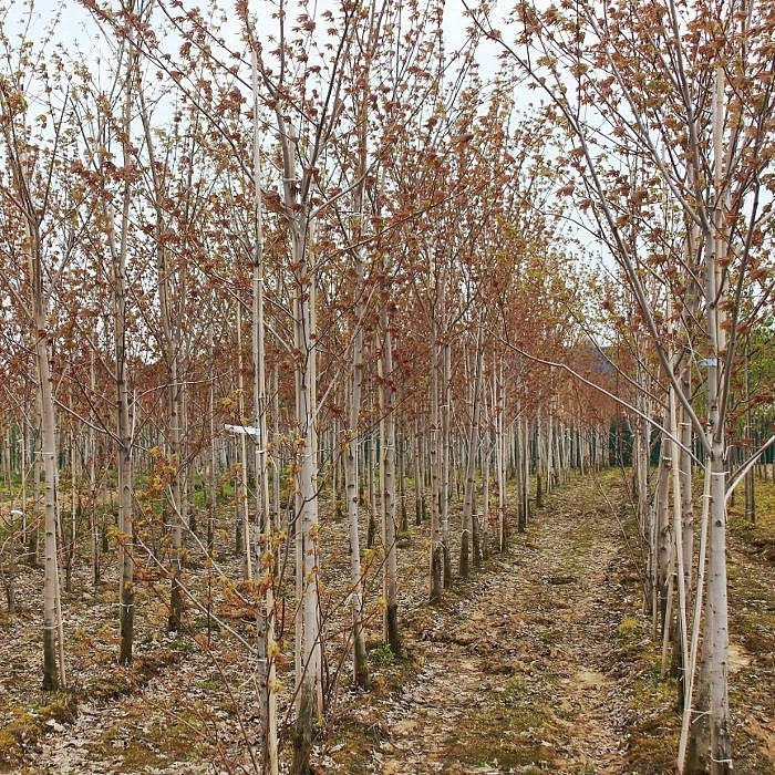 Клен остролистный