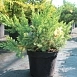 Можжевельник китайский 'Экспанса Вариегата'