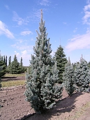 Ель колючая 'Исели Фастигиата' Ель колючая 'Исели Фастигиата'
