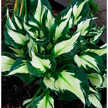 Хоста гибридная (вздутая, волнистая) 'Вирлвинд'