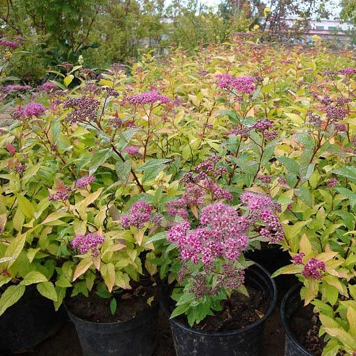 Спирея японская 'Голден Принцесс'