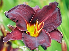 Лилейник гибридный 'Супер Пурпл'