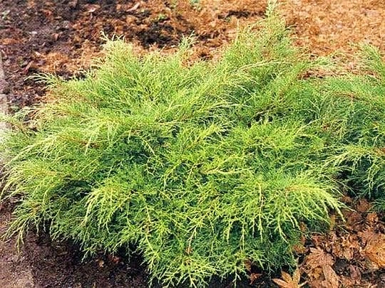 Можжевельник пфитцериана 'Олд Голд'