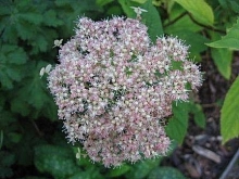 Гортензия древовидная 'Пинк Пинкашн'