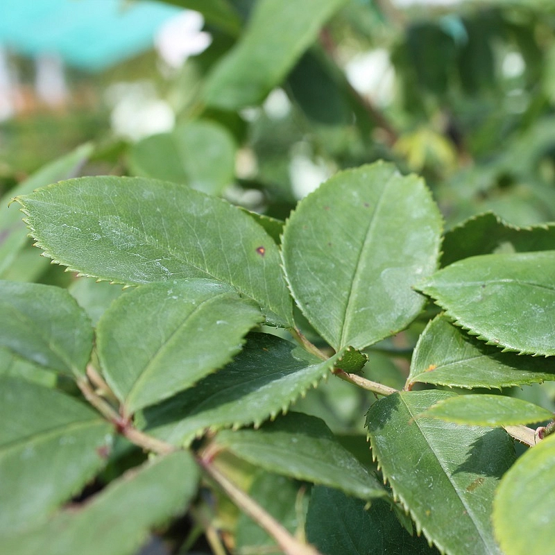 Роза 'Пароле' (чайно-гибридная) (фиолетово - розовая)