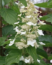 Гортензия метельчатая 'Папилон'