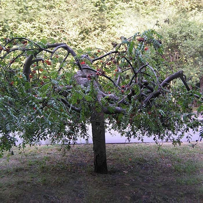 Рябина обыкновенная 'Пендула'