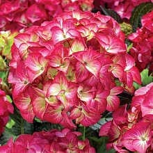 Гортензия крупнолистная 'Дарк Ангел Рэд'