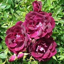 Роза 'Бургунди Айс' (флорибунда) (винно-пурпурная)