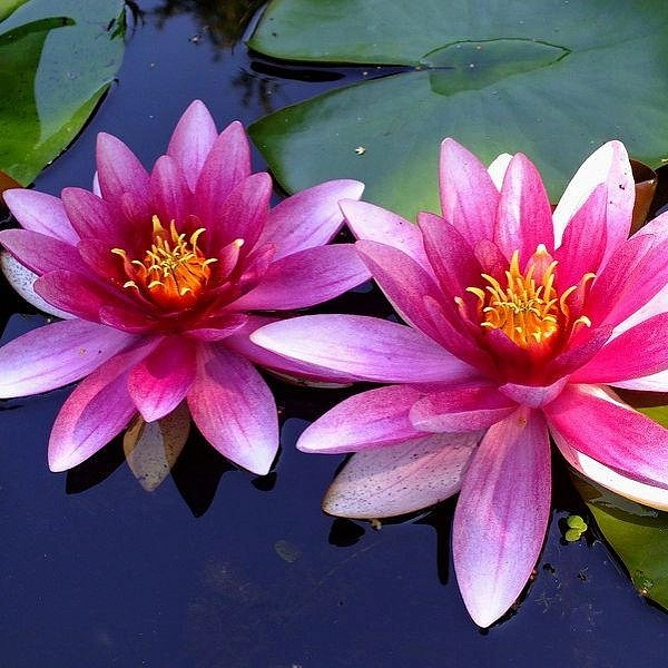 Кувшинка 'Аттрактион'