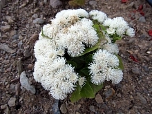 Агератум Хоустона 'Алоха Уайт' (белый)