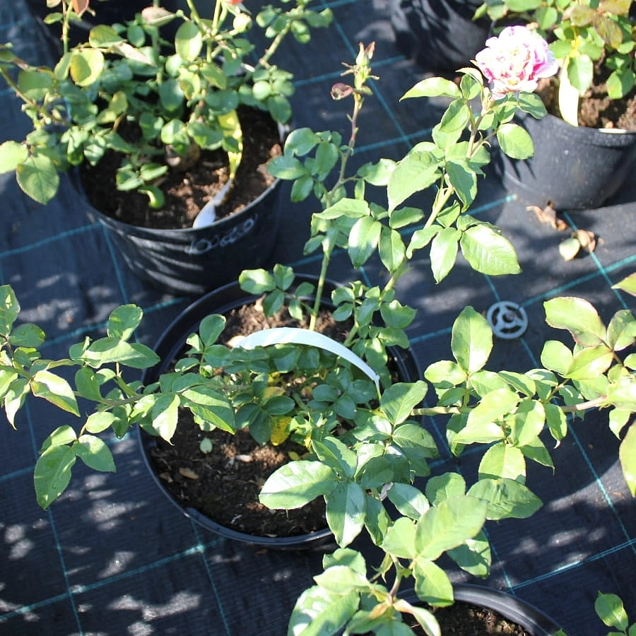 Роза 'Ванилла фрейз' (плетистая) (желтая с розовым)