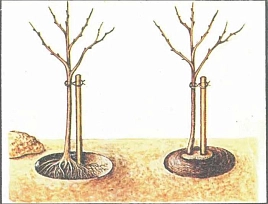 Опора для саженцев плодовых деревьев Д.20 мм Выс 160 см (Черняев)