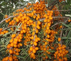 Облепиха 'Теньга'