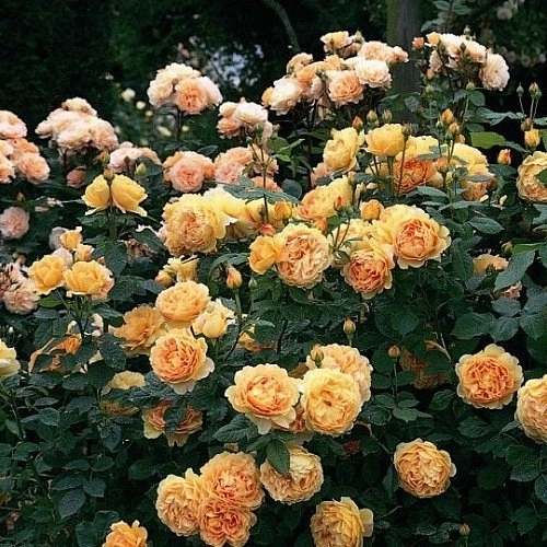 Роза 'Голден Клаймбер' (плетистая) (желтая)