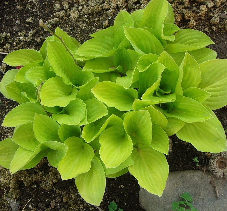 Хоста гибридная 'Голден Медальон'