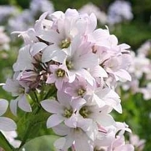 Колокольчик молочноцветковый 'Лоддон Анна'