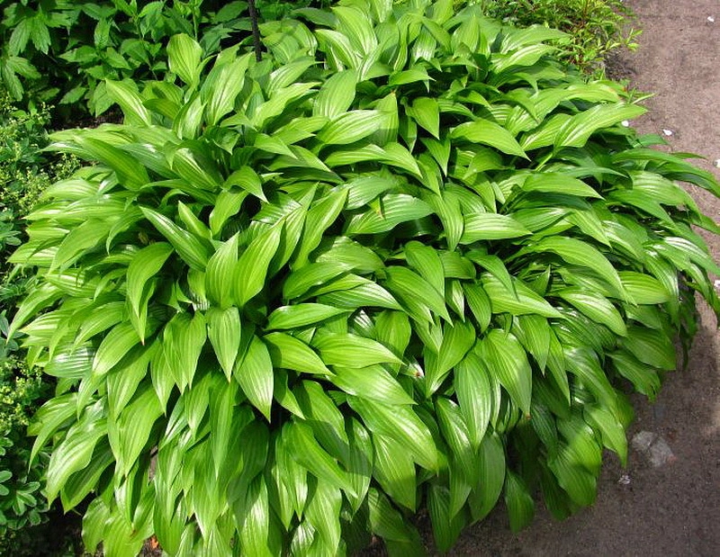 Хоста узколистная