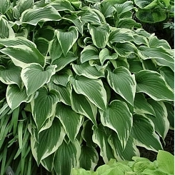 Хоста гибридная (вздутая, волнистая) 'Антиох'