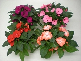 Бальзамин новогвинейский 'Парадиз' (смесь)