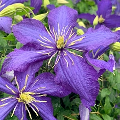 Клематис крупноцветковый 'Рапсоди'