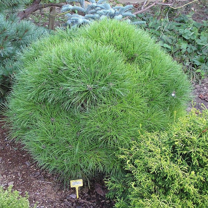 Сосна черная 'Мари Брегон'