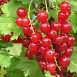 Смородина красная 'Голландская красная'
