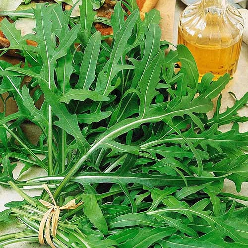 Рукола 'Индау'