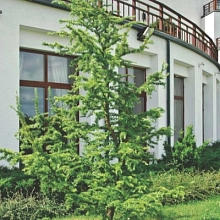 Лиственница тонкочешуйчатая (Кемпфера, японская) 'Диана'