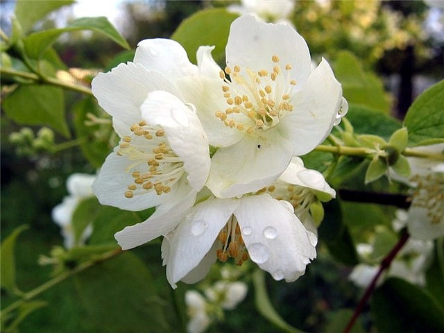 Чубушник виргинский 'Джустинка'