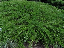 Можжевельник казацкий 'Рокери Джем'