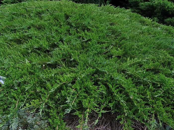 Можжевельник казацкий 'Рокери Джем'