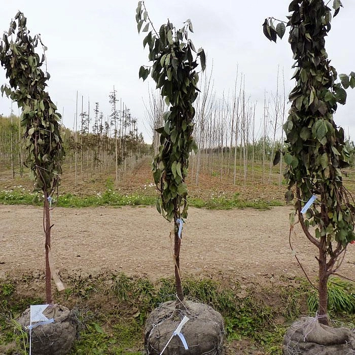 Вишня обыкновенная 'Тургеневская' Вишня обыкновенная 'Тургеневская'