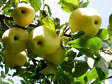 Яблоня домашняя 'Янтарь'