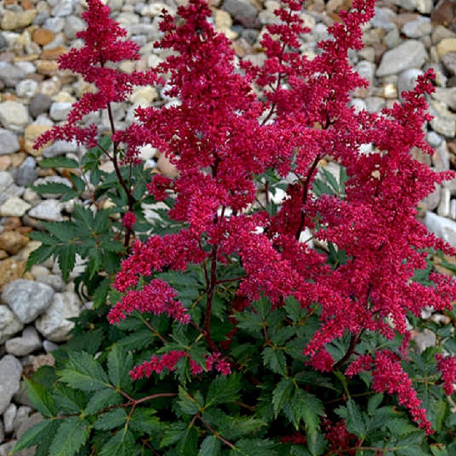 Астильба Арендса 'Гранат' (темно гранатовый)