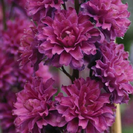 Дельфиниум (живокость) 'Фламинго'