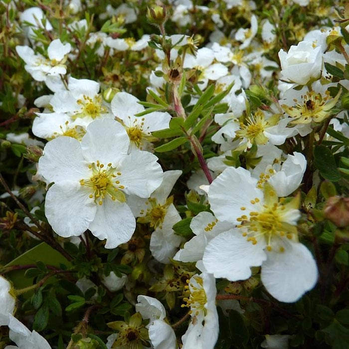 Лапчатка кустарниковая 'Абботсвуд'