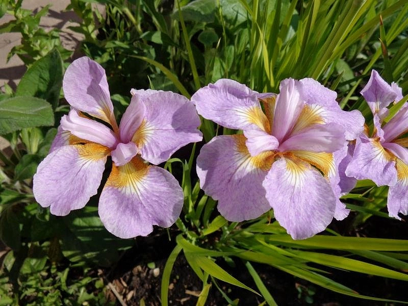 Ирис сибирский 'Рикуги Сакура'